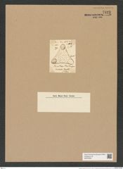 Triceratium timidum Grev. (de-Toni-Nr.: Genus 140, Species 3942) Zeichnungen Sammlung Grunow Nr. 7423 (NHMW-BOT-W0376505)